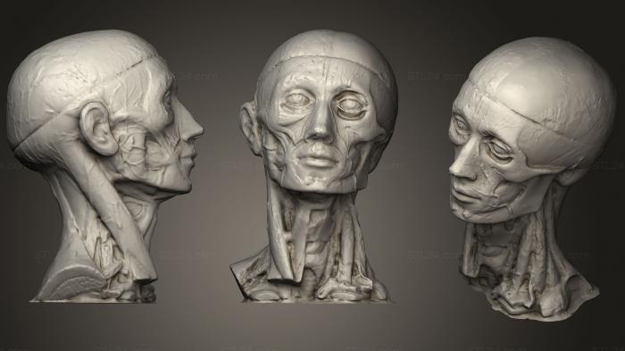 Анатомия скелеты и черепа (Анатомическое лицо 2, ANTM_0200) 3D модель для ЧПУ станка